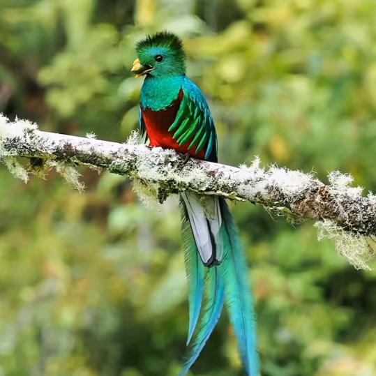 🦐━┳━　━┳━🥚