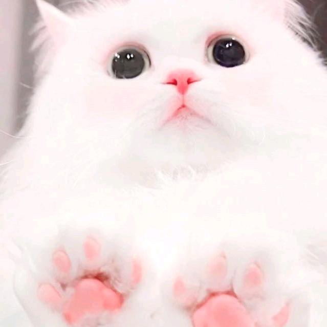 乐晕晕（无畏契约）