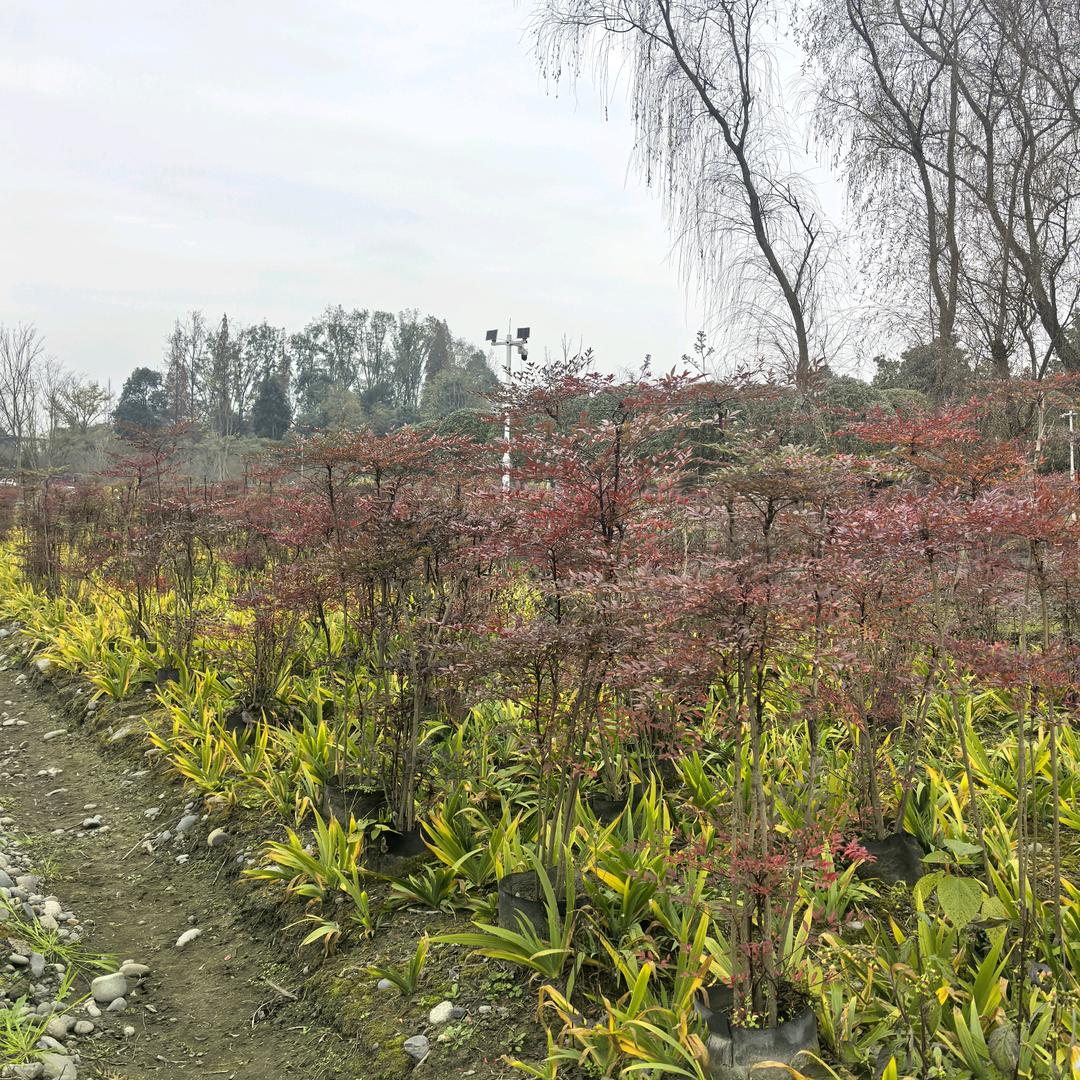 绿宝阁花卉
