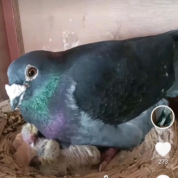 安徽龙翔、跃龙鸟