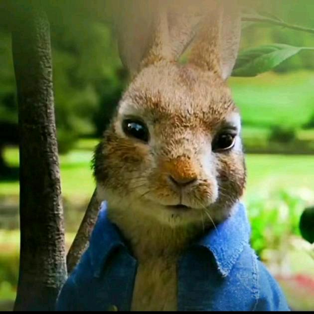 冷兔🐇
