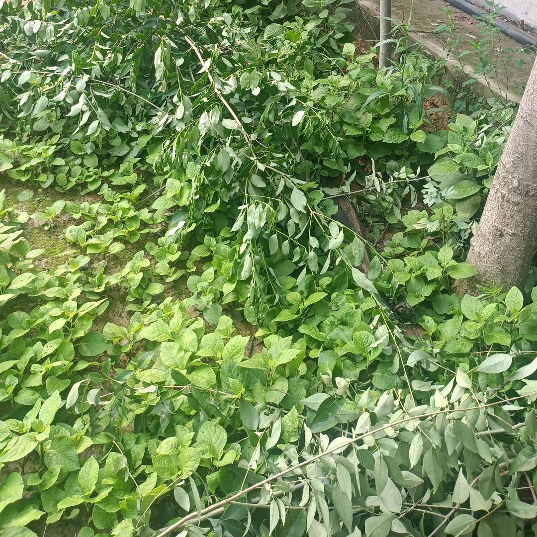 山里郎