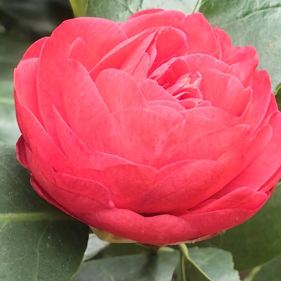 被嫌弃的一颗小草