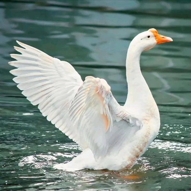 江西尹氏禽业发展有限公司