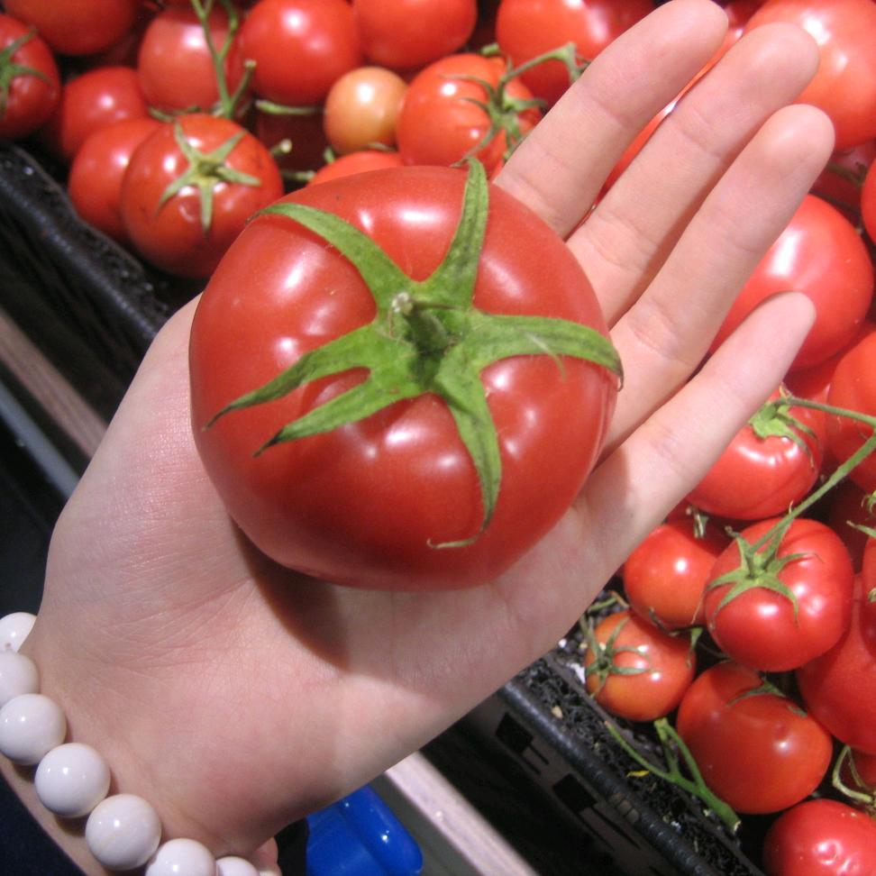 一只番茄🍅