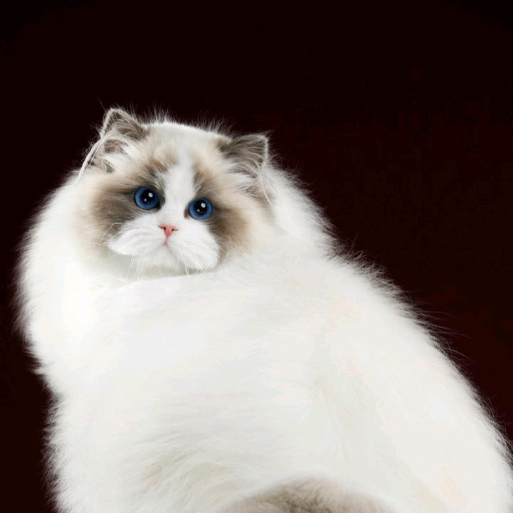 向阳 布偶猫舍