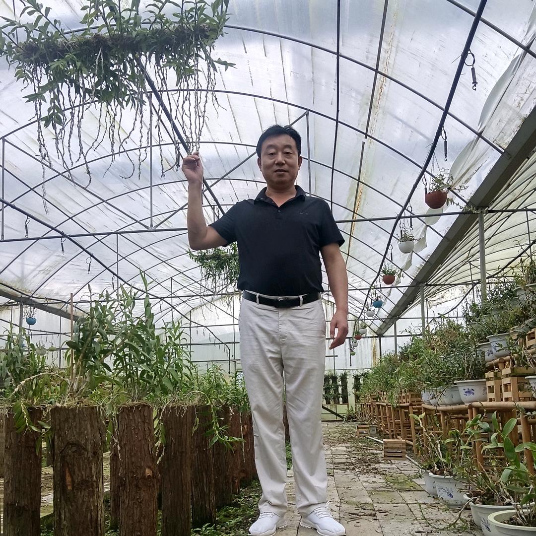 二炮《铁皮石斛》种植