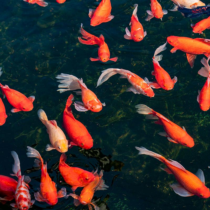 养好鱼就要多换鱼