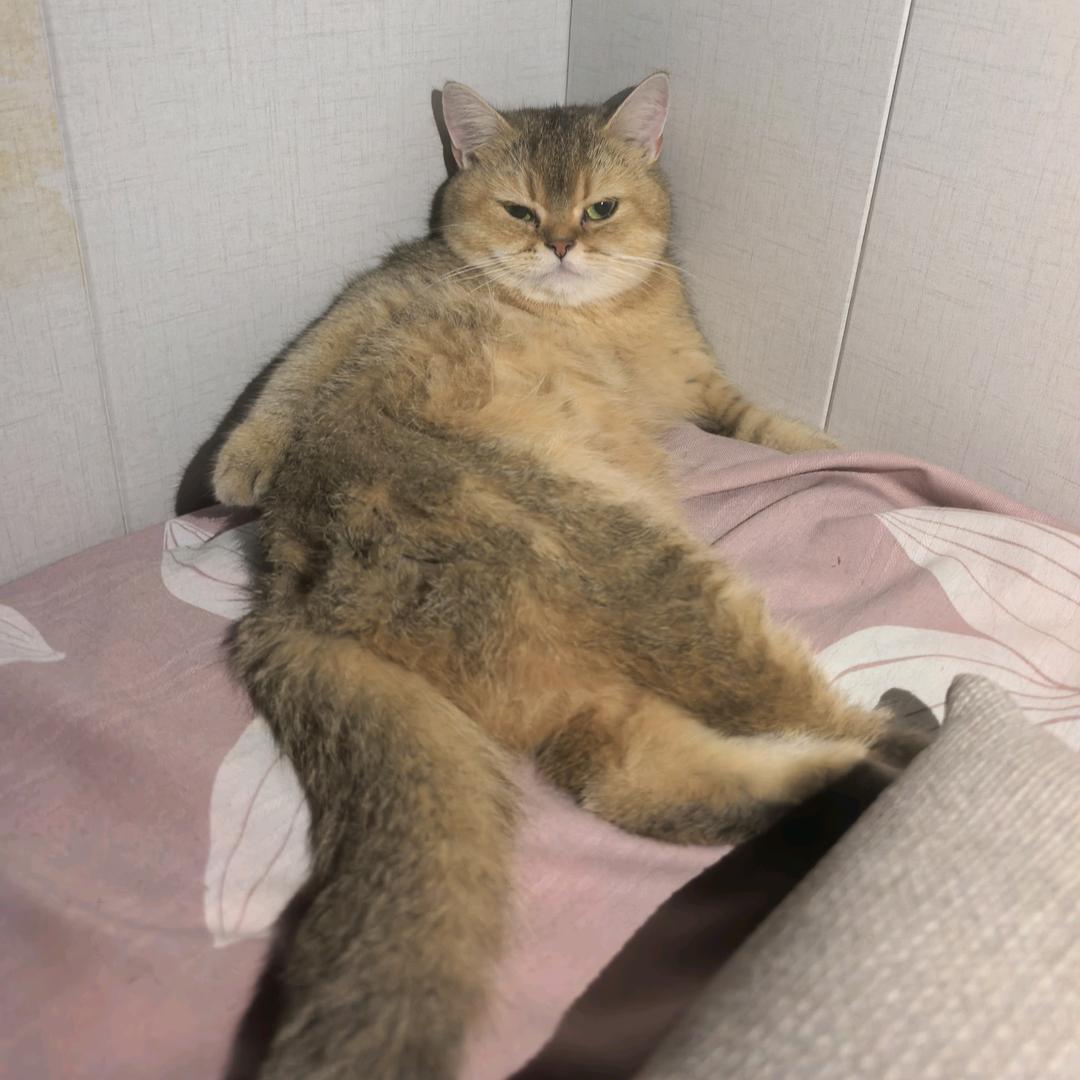 噼里啪啦🎆🎆