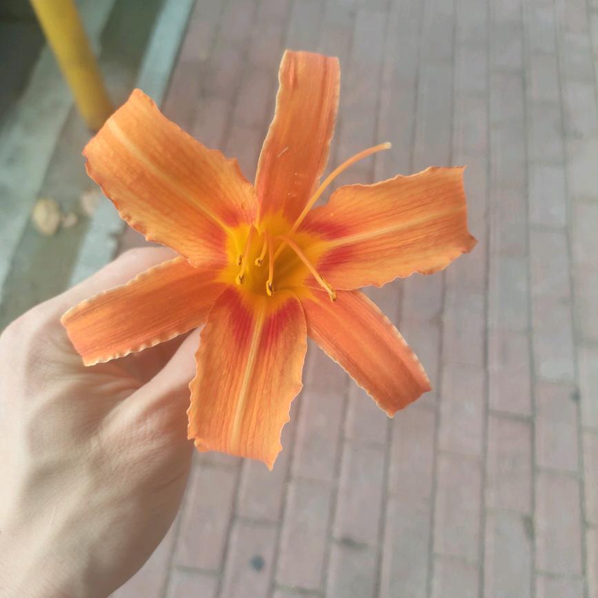 桦加沙