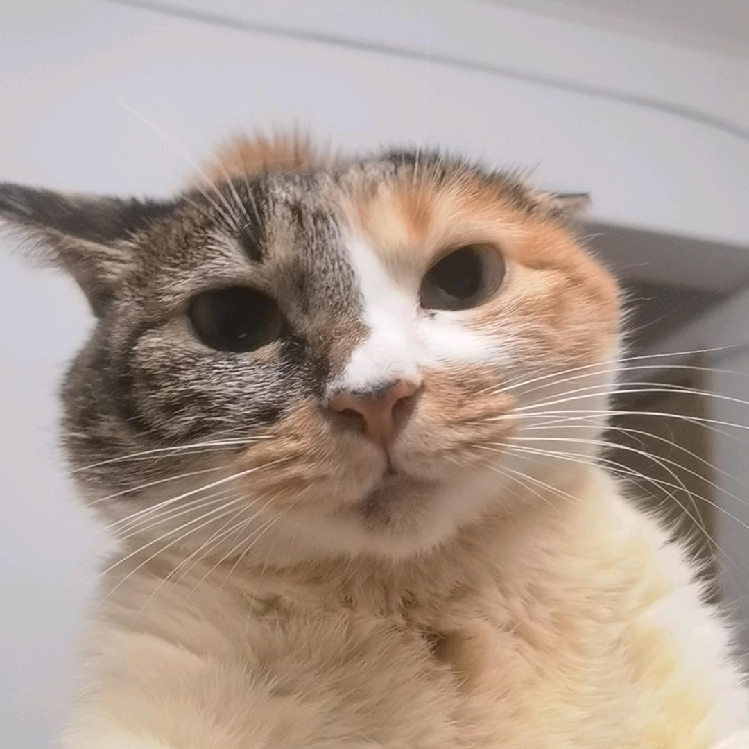听梧说