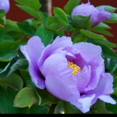 1976年二月的龙（🐲）