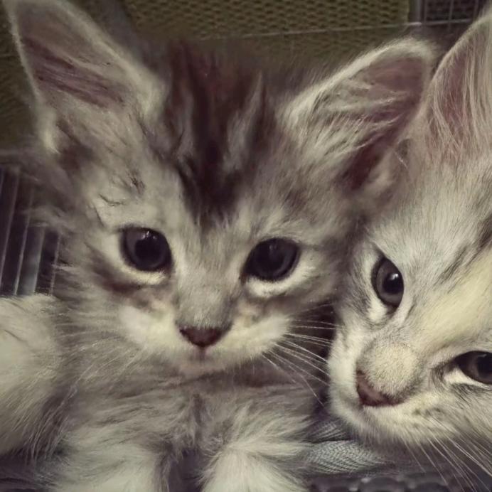 比丰田还田的女人