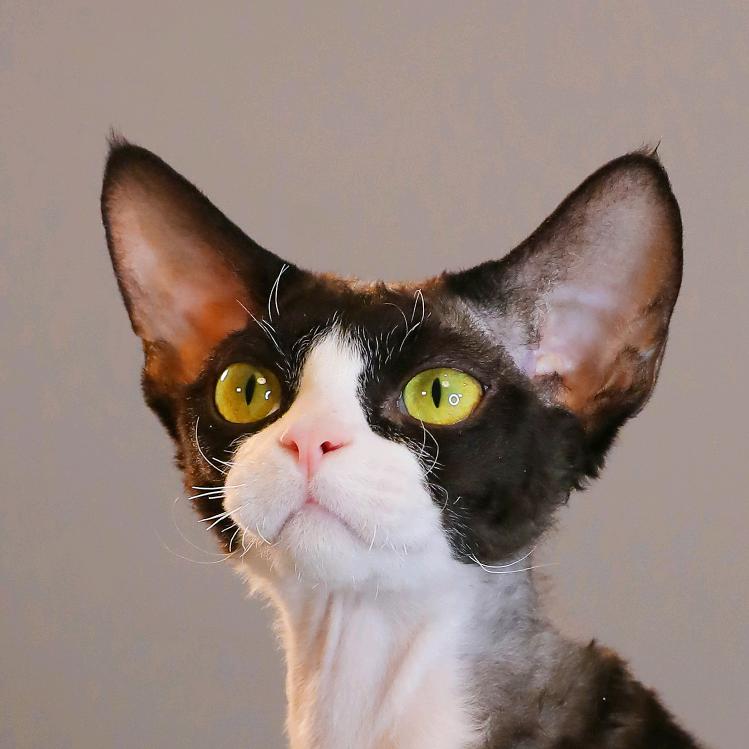 邂逅💖德文卷毛猫