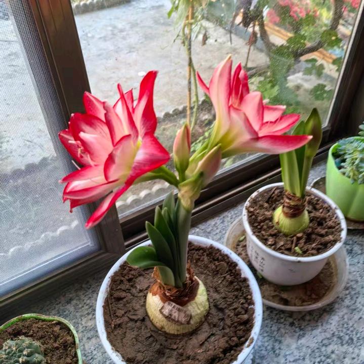 心若相依
