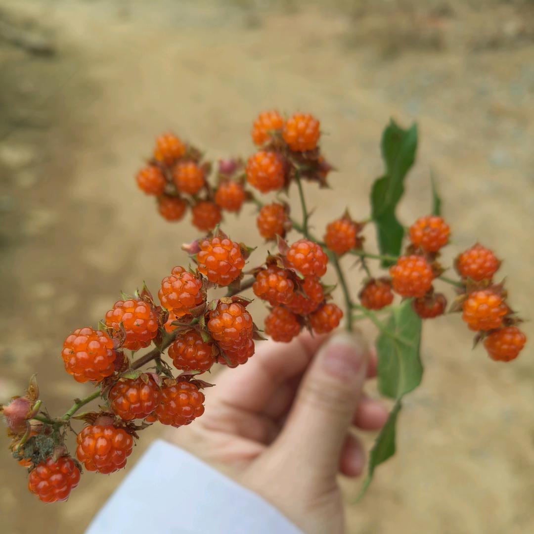Li李