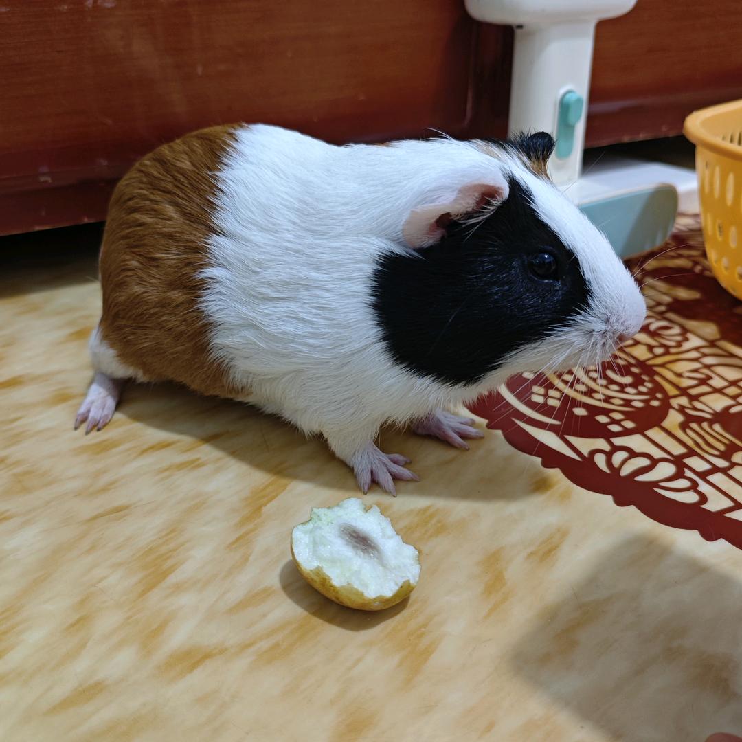 朱