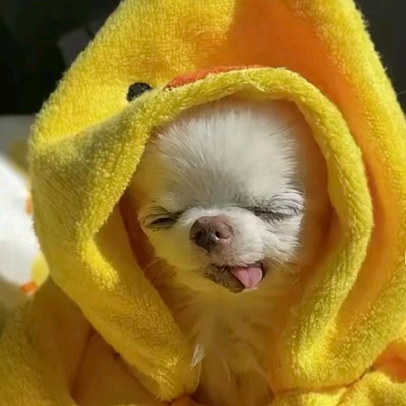 妮妮大王万万岁！