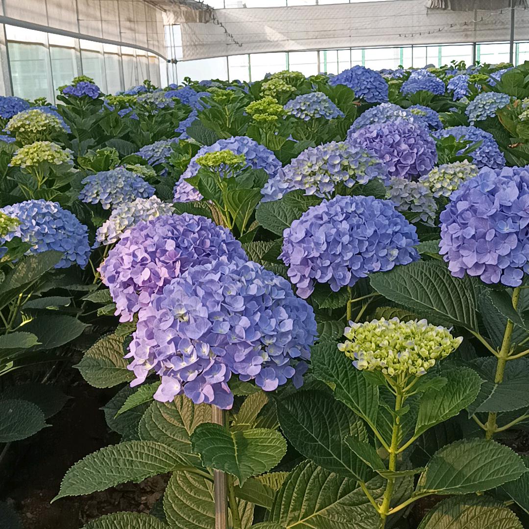 天天要。玫瑰老庄。宋国正
