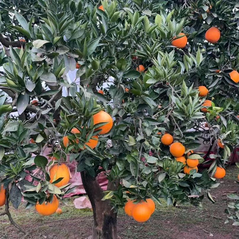 卖水果和弥雾打药降温系统的