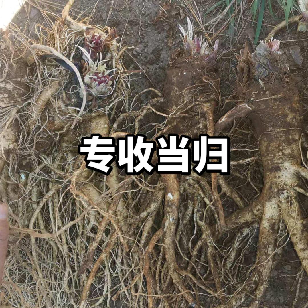一醉解千愁