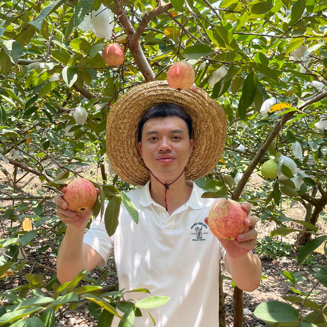 树华胭脂红番石榴苗木