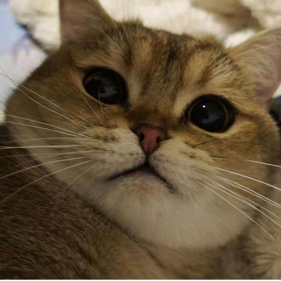 小米之家武侯万达店