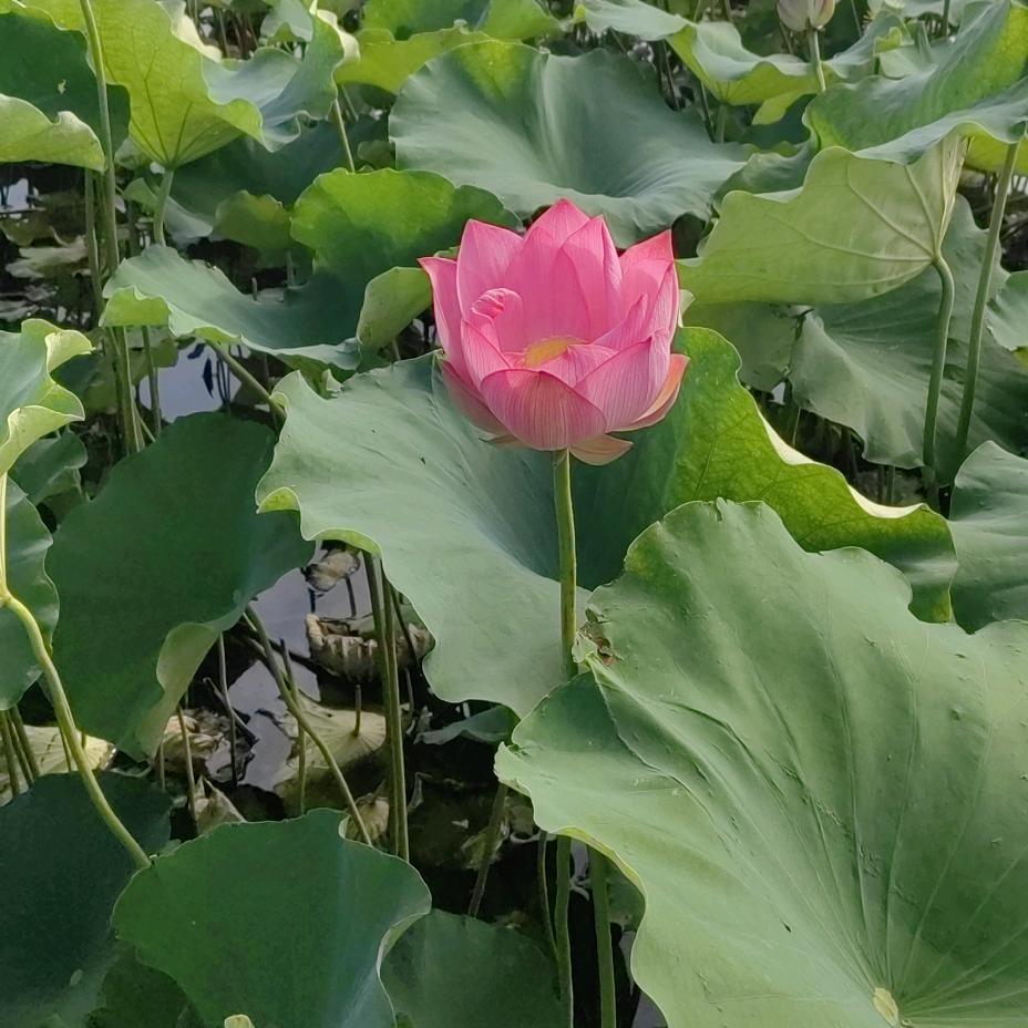君山人家小来