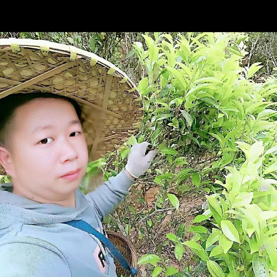 凤凰伟发茶行（茶农自产直销单枞茶）