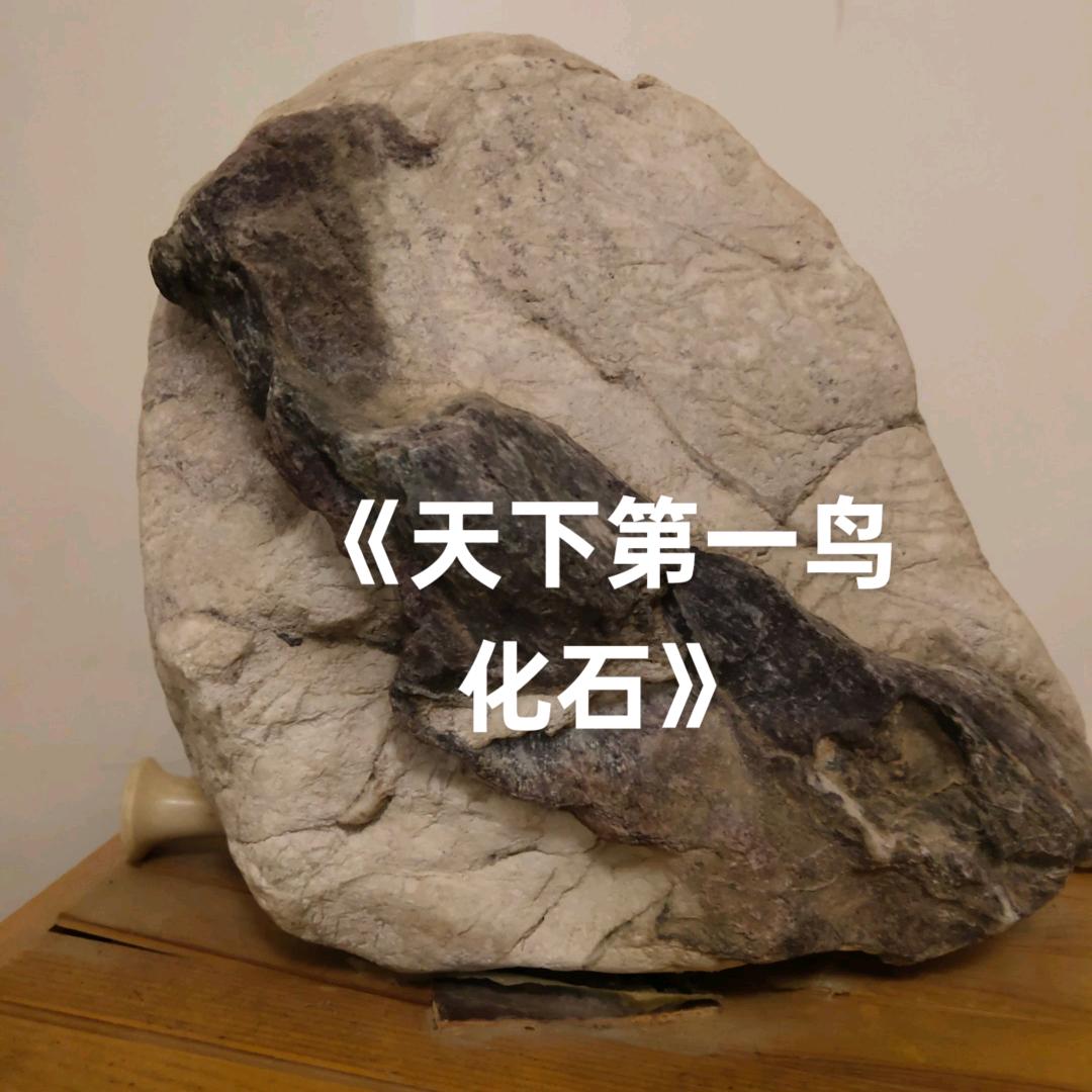 《石界蒋先生》