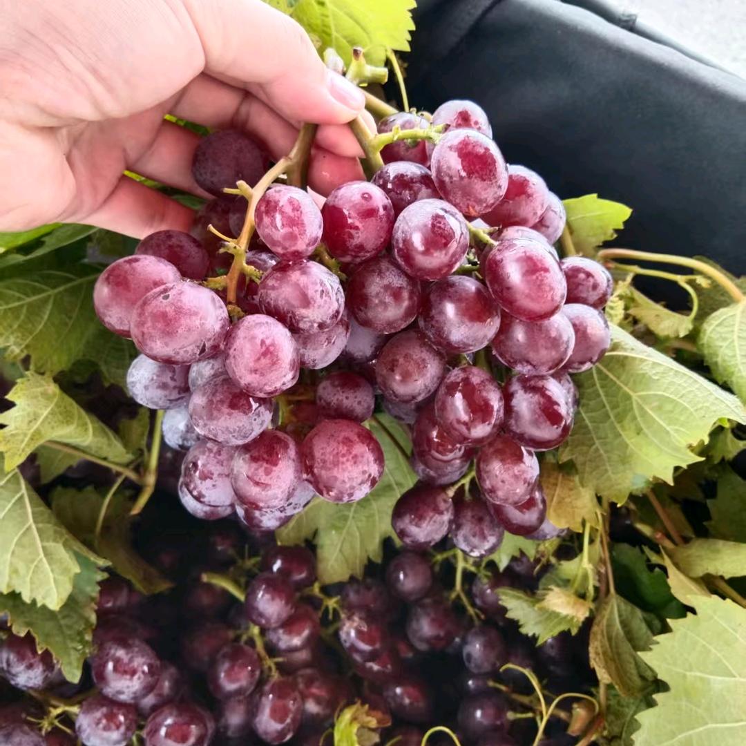 古迹铺玫瑰香葡萄