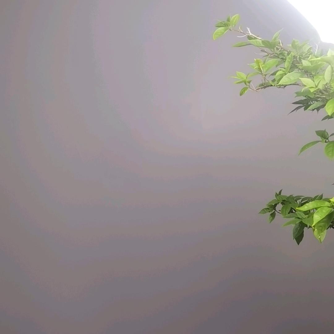 蔡大佰