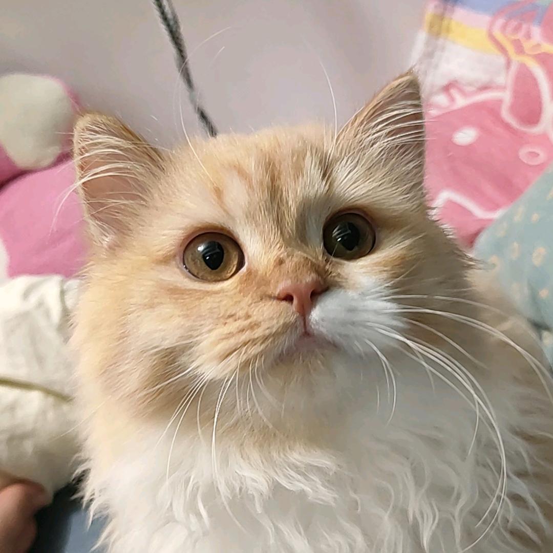 可爱多