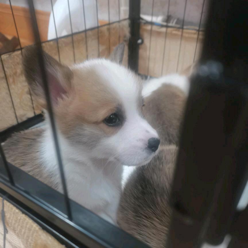 破蛋王