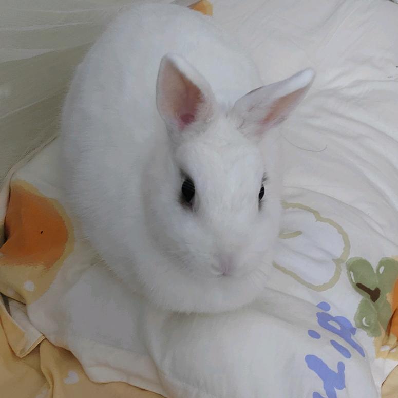 恰的多和霸得蛮