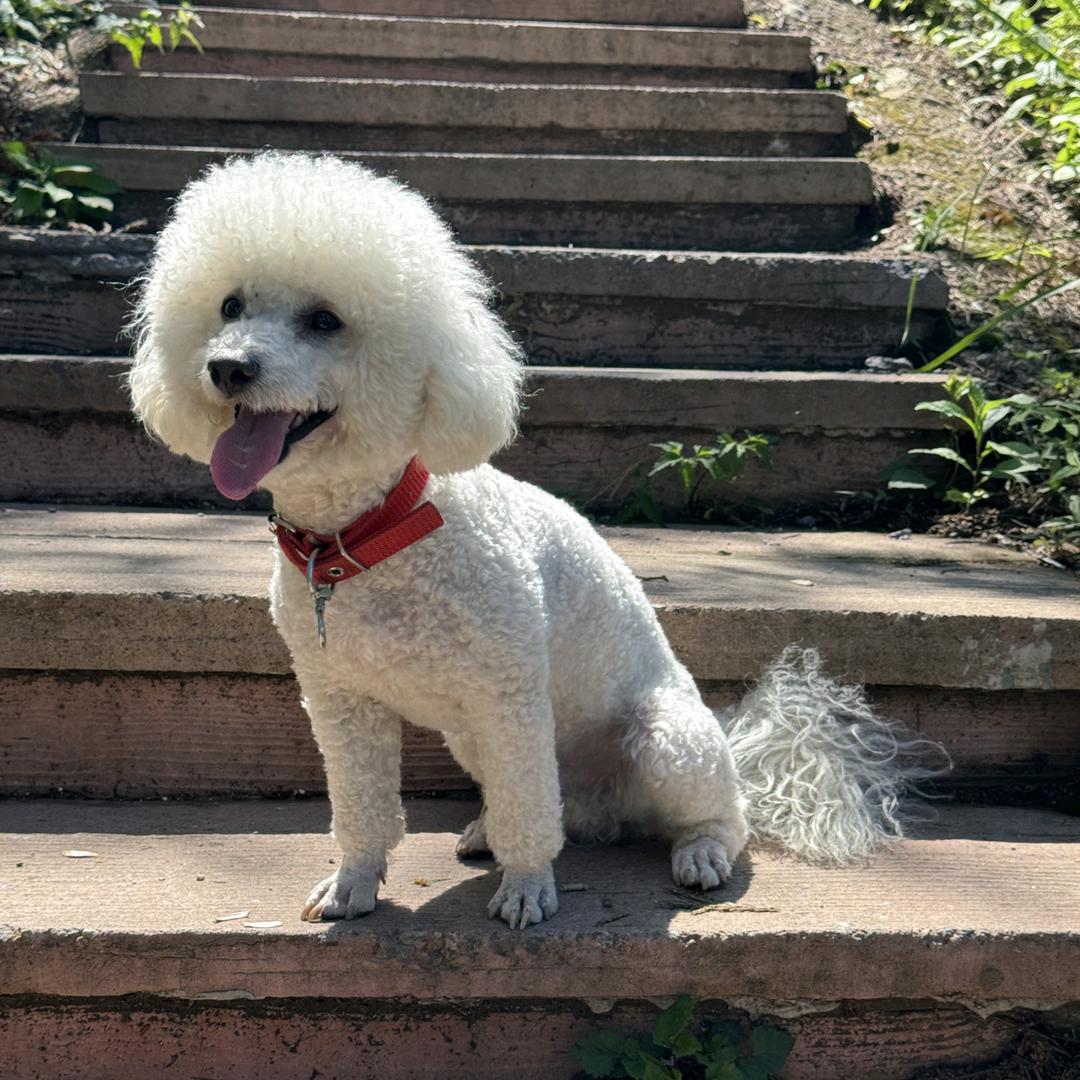 带着小狗去摩旅