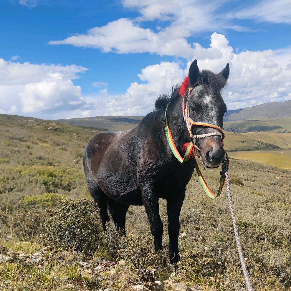 མེ་ལྕེ་།