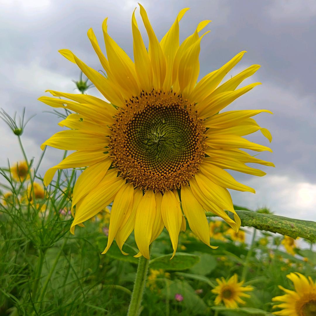 💞ღ᭄唐家菇凉꧔ꦿ᭄💞