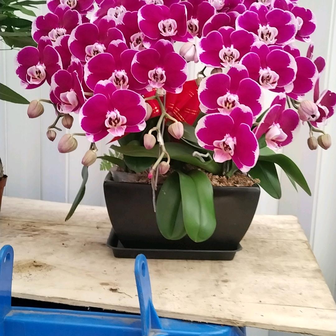 思扬花卉