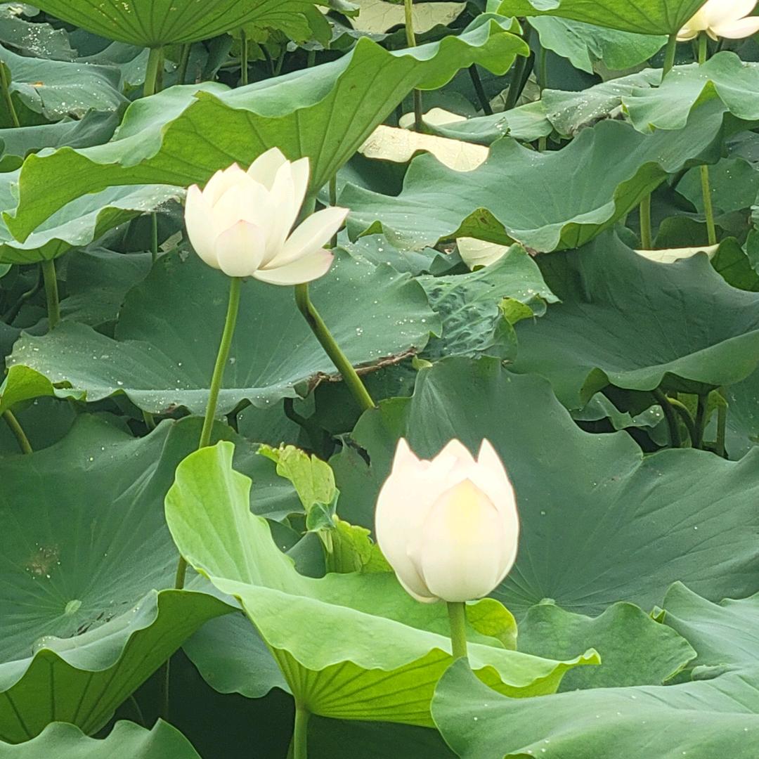 粤芯悦