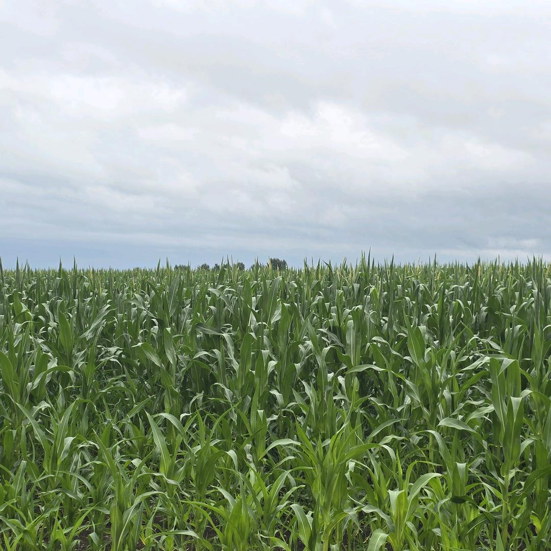 超级旺自己的抖音id（买红宝石版