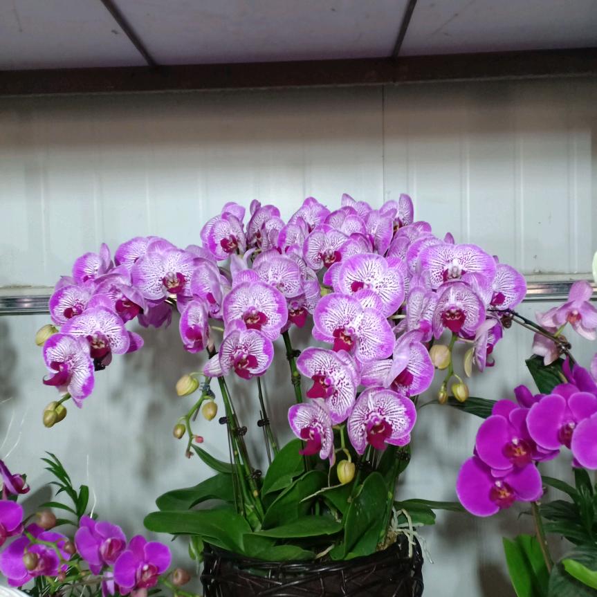 淼逸菲