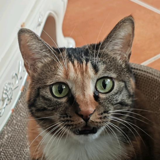 🌈许弋和爪爪的日常