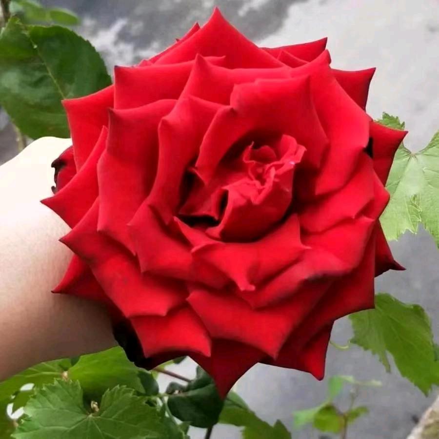 雪花妹🌹🌹