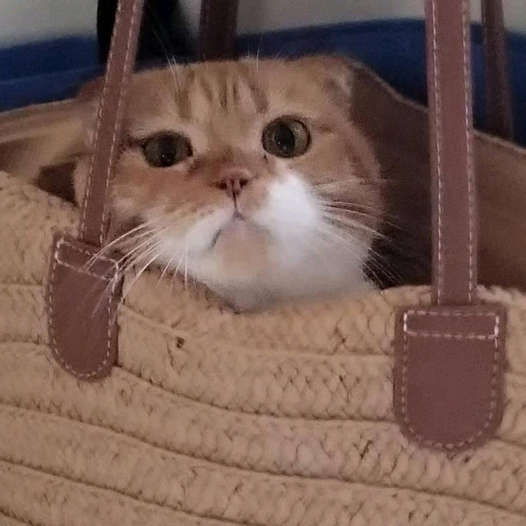 快乐小马