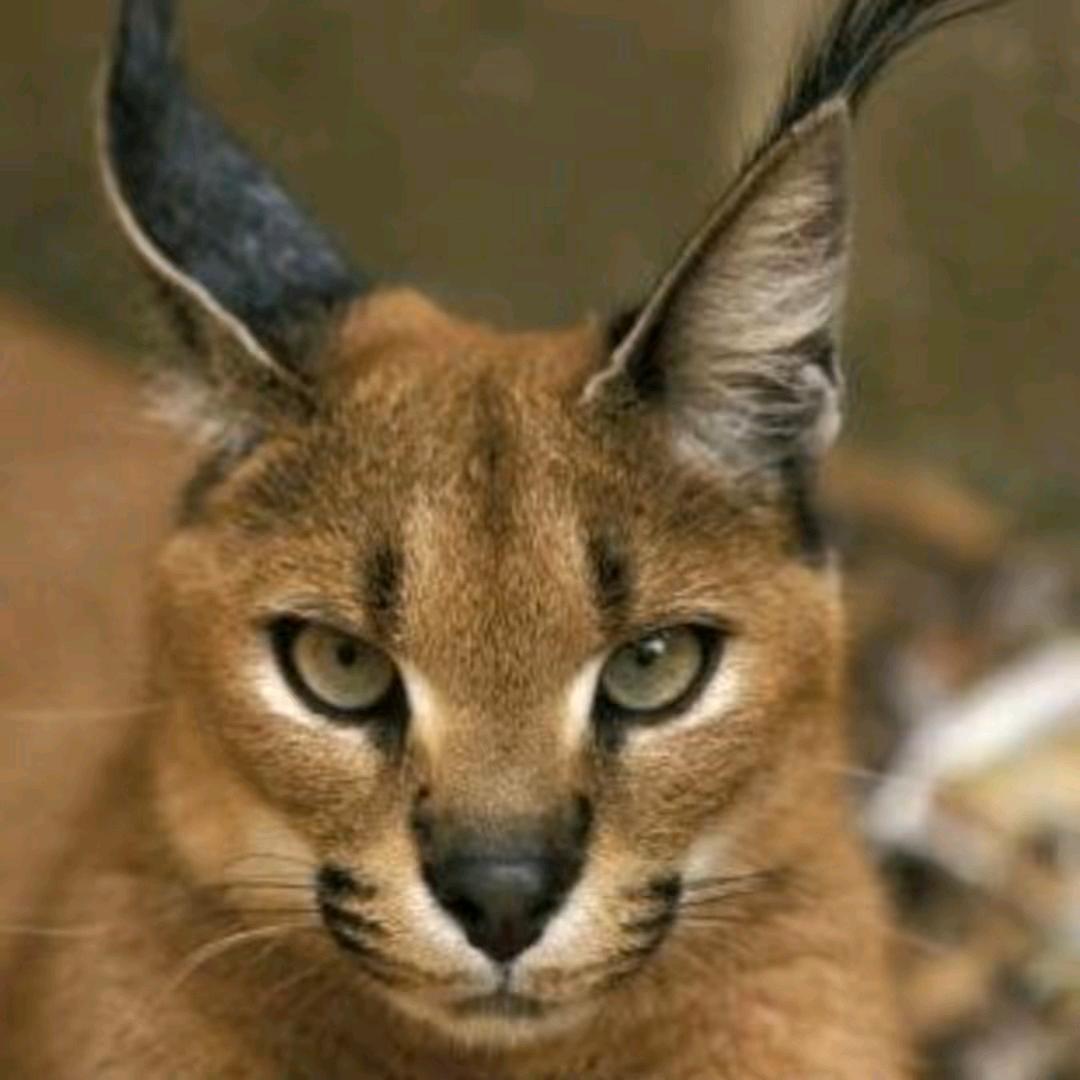 巅峰之作17Pro Max