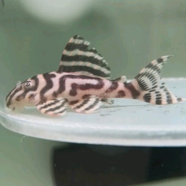 鱼郎水族（鼠鱼异形）