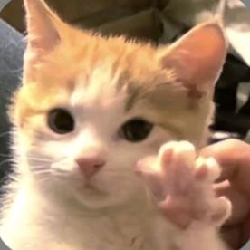 牙牙泡泡糖