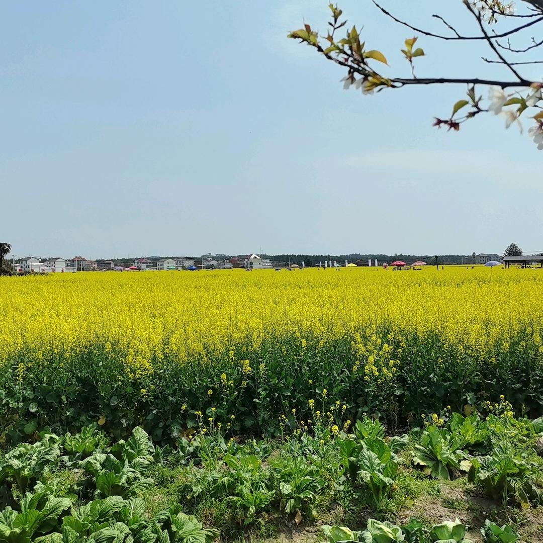 ✨陈先生的👏小菇凉✨