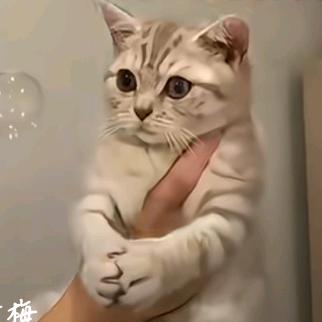 蛋挞没有蛋挞胚